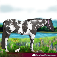 Horse Color:White Spotted Liver Chestnut