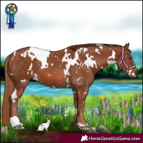 Horse Color:White Spotted Chestnut 