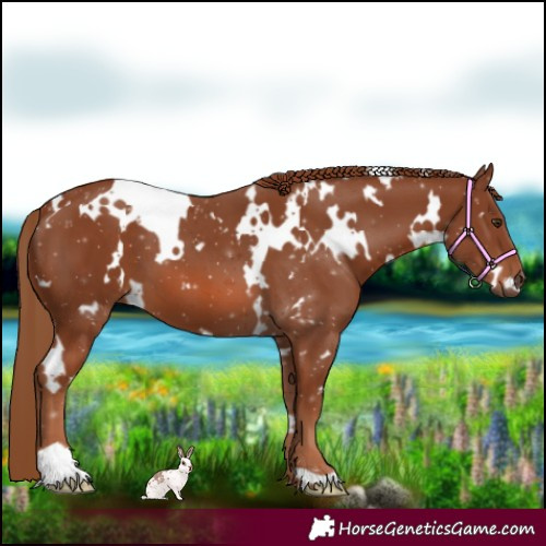 Horse Color:White Spotted Chestnut 