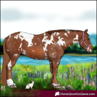 Horse Color:White Spotted Chestnut 