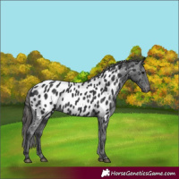 Horse Color:Black Near Leopard 