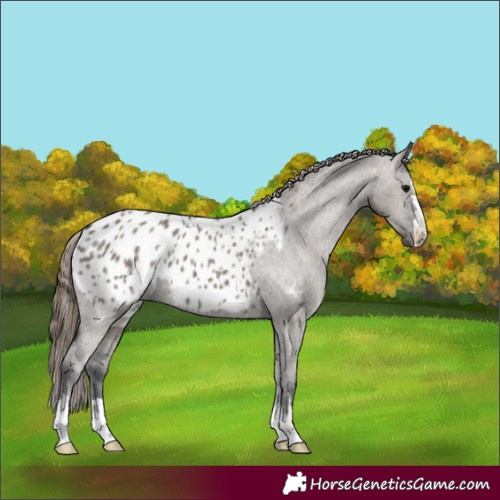 Horse Color:Grullo Appaloosa 