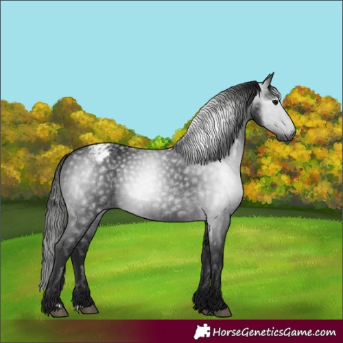 Horse Color:Gray Black Appaloosa 