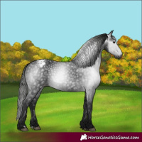 Horse Color:Gray Black Appaloosa