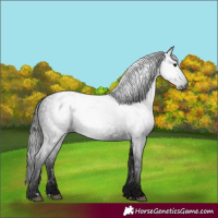 Horse Color:Gray Black Varnish 