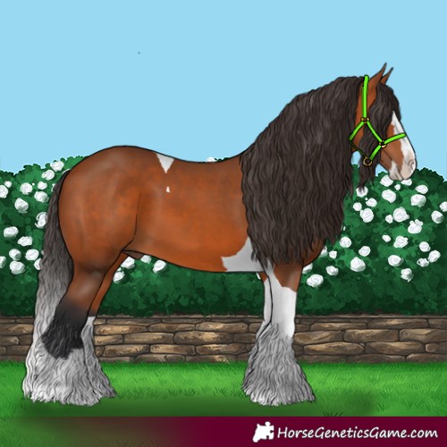 Horse Color:Bay Splash Tobiano