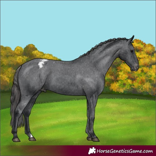 Horse Color:Black Varnish 