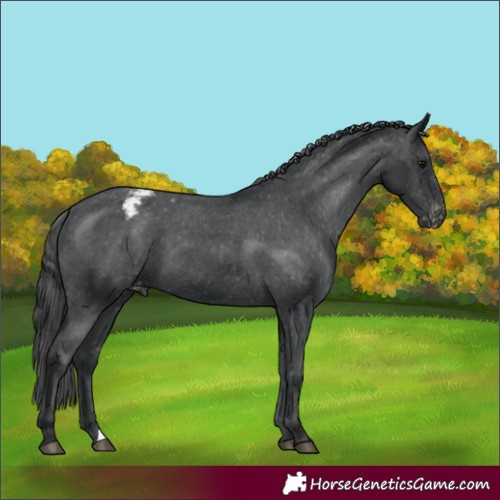 Horse Color:Black Appaloosa 