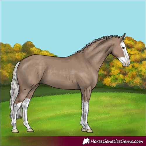 Horse Color:Silver Grullo Splash 
