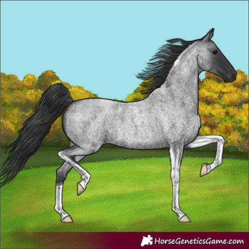 Horse Color:Blue Roan Tobiano 