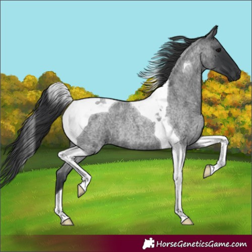 Horse Color:Blue Roan Tobiano 