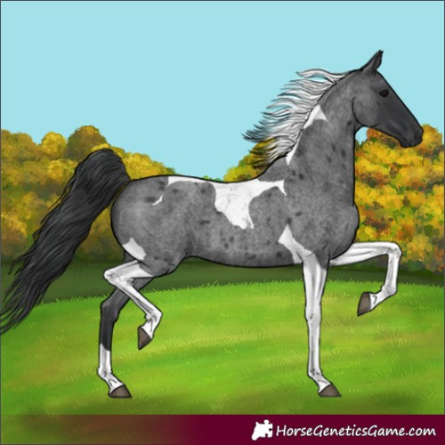 Horse Color:Blue Roan Tobiano 