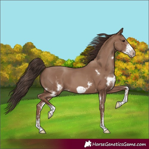 Horse Color:Classic Champagne Sabino Frame 