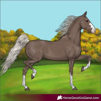 Horse Color:Silver Black