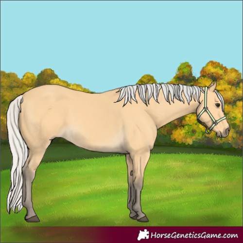 Horse Color:Silver Buckskin 