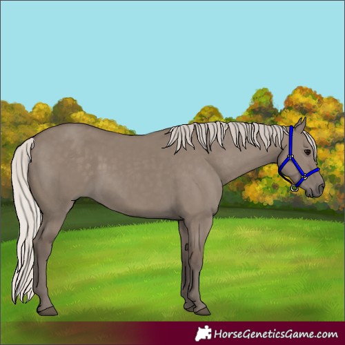 Horse Color:Silver Grullo