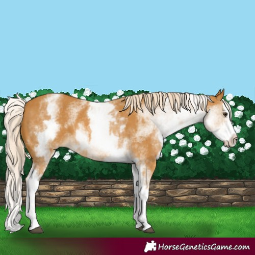 Horse Color:White Spotted Palomino Splash 