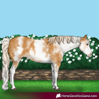 Horse Color:White Spotted Palomino Splash 