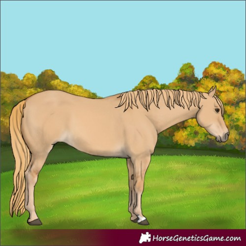 Horse Color:Red Dun 