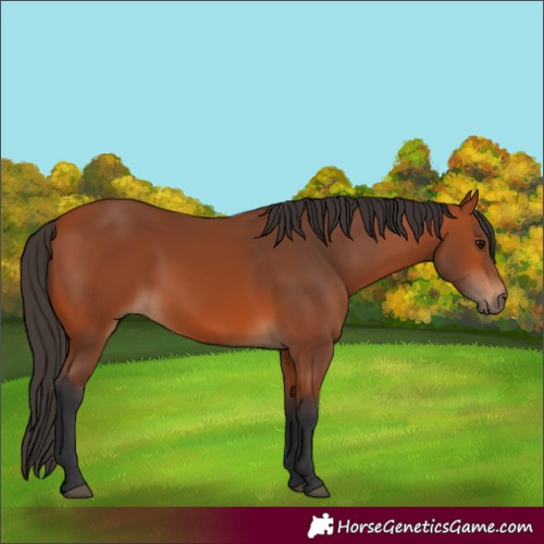 Horse Color:Bay 