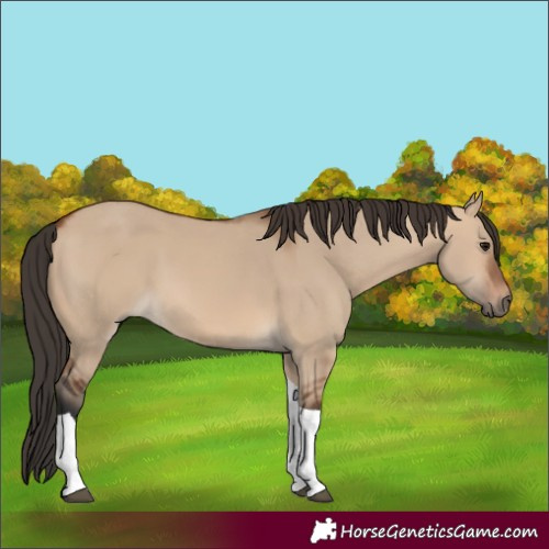 Horse Color:Bay Dun Tobiano 