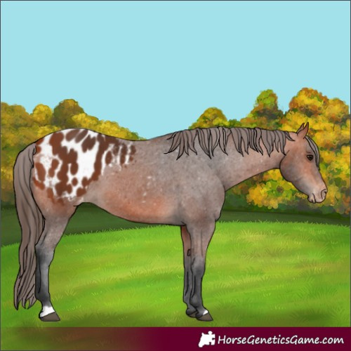 Horse Color:Bay Appaloosa 