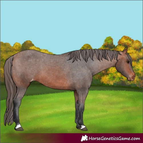 Horse Color:Bay Appaloosa 