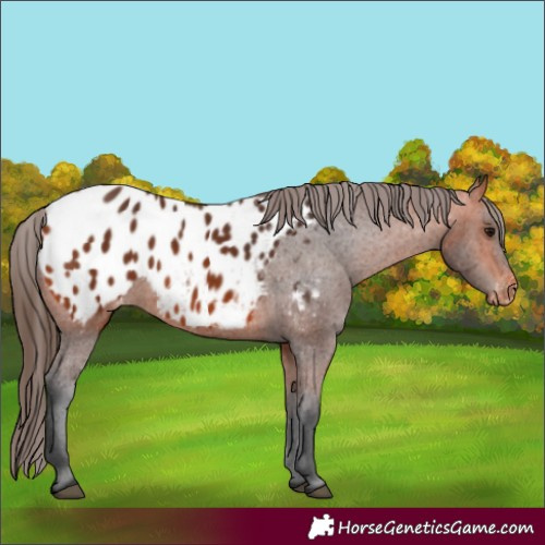 Horse Color:Bay Appaloosa 