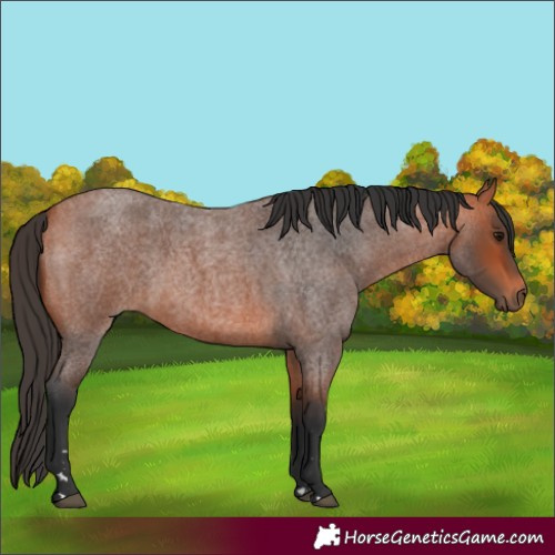Horse Color:Bay Roan 
