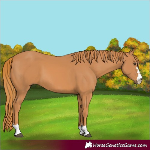 Horse Color:Chestnut 