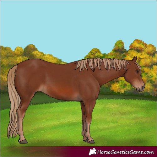 Horse Color:Chestnut 