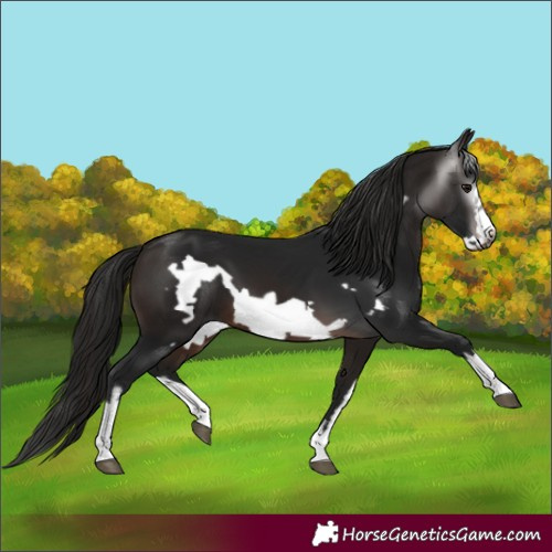 Horse Color:Gray White Spotted Bay Frame 