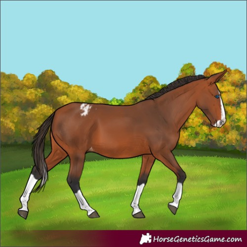 Horse Color:Bay Splash Appaloosa 
