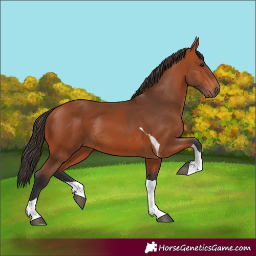 Horse Color:Bay Tobiano Rabicano