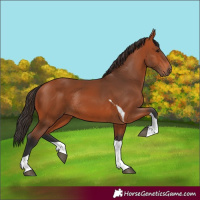 Horse Color:Bay Tobiano Rabicano 