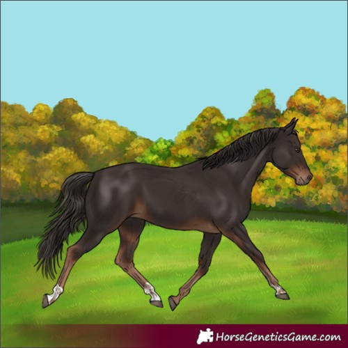 Horse Color:Liver Chestnut and Liver Chestnut