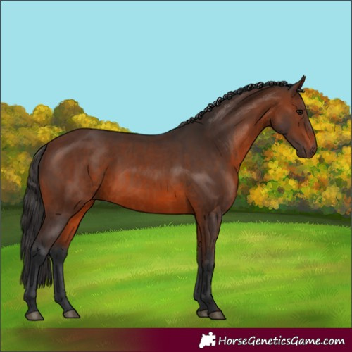 Horse Color:Brown Rabicano  and Brown Rabicano 