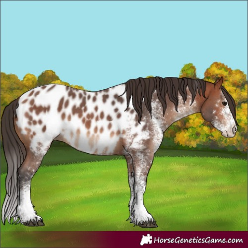 Horse Color:White Spotted Bay Appaloosa 