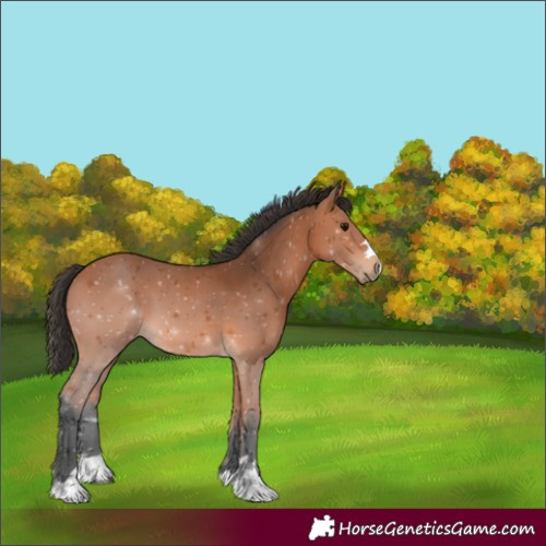 Horse Color:Bay 