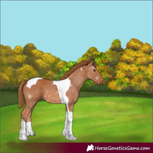 Horse Color:Unknown 