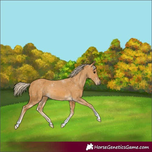 Horse Color:Palomino 