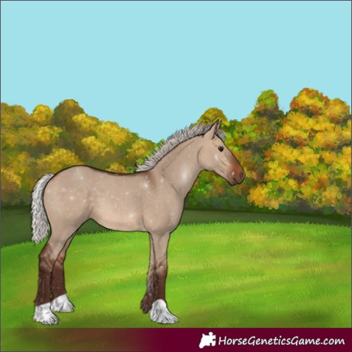 Horse Color:Unknown 