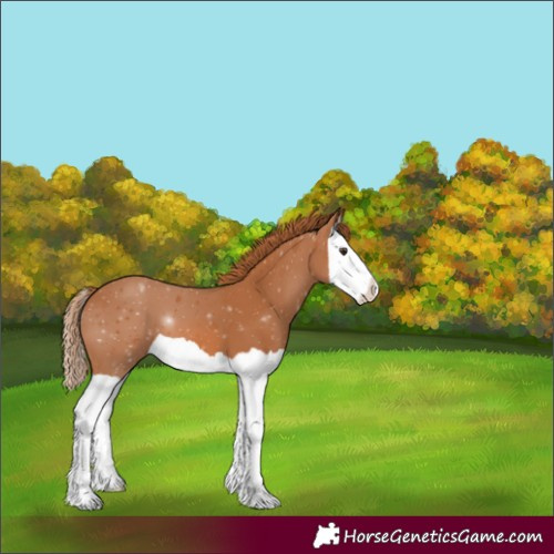 Horse Color:Chestnut Splash