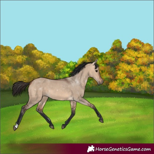 Horse Color:Bay Dun