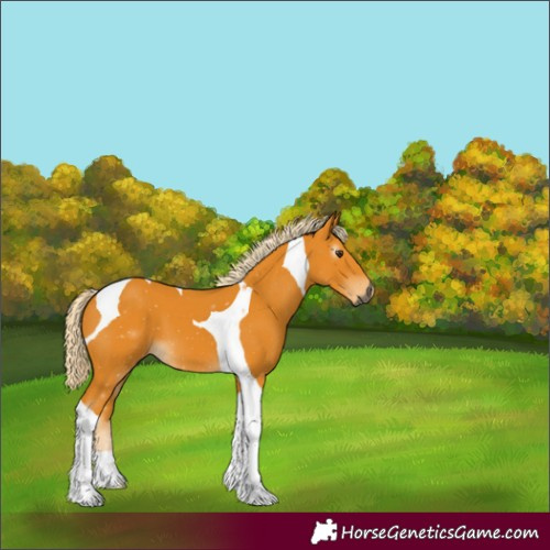 Horse Color:Unknown 