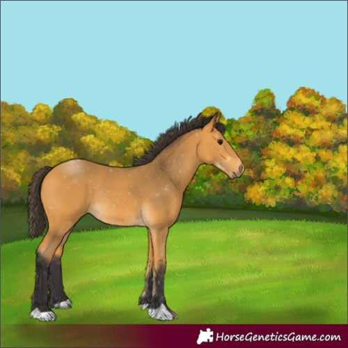 Horse Color:Unknown 