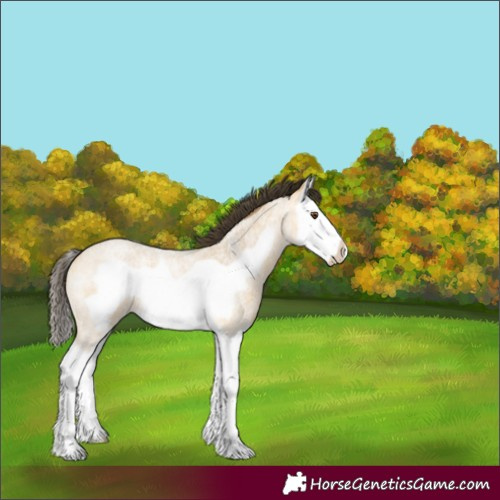 Horse Color:Buckskin Roan Dun Splash Frame 