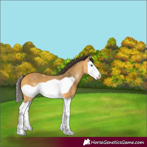 Horse Color:Unknown 