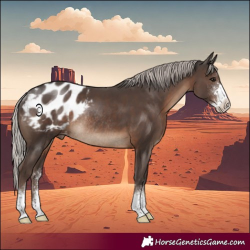Horse Color:Silver Black Sabino Appaloosa Rabicano 