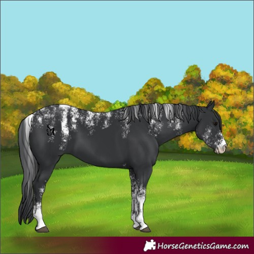 Horse Color:Powder White Black 